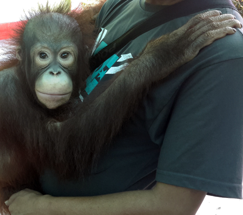 Hurrah!!! Photo Prop with Orangutan in Kandi Zoo Finally Ended (March 13, 2017)